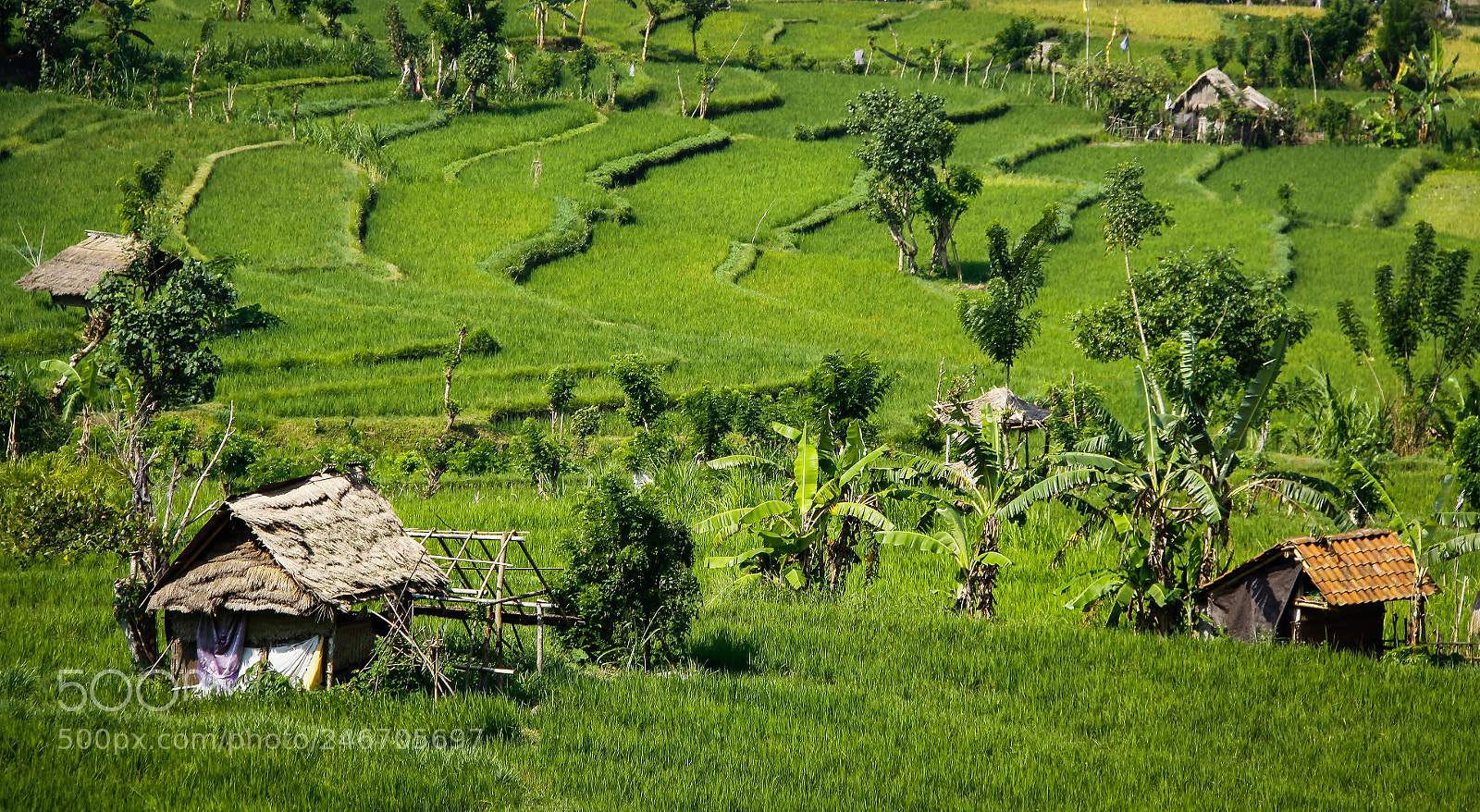 Canon EOS 50D sample photo. Rice fields photography