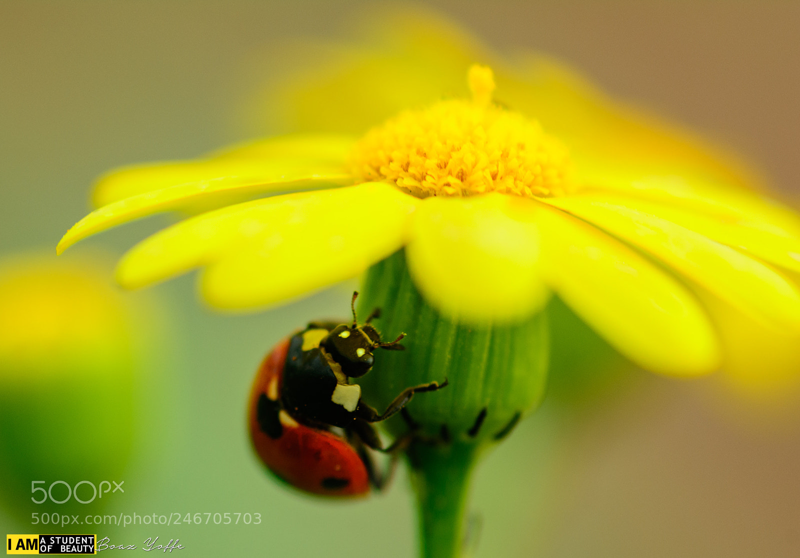 Nikon D7100 sample photo. Ladybug... photography