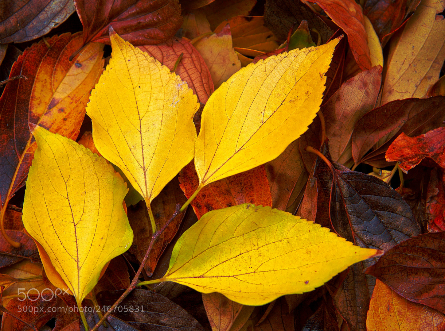 Canon EOS 500D (EOS Rebel T1i / EOS Kiss X3) sample photo. Colours of fall. photography
