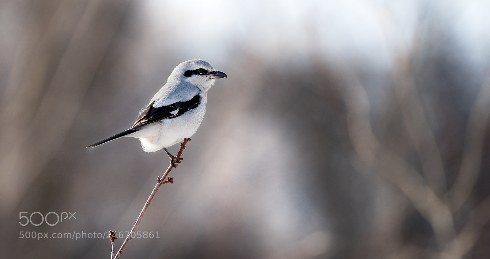Sony a7R II sample photo. Northern shrike photography