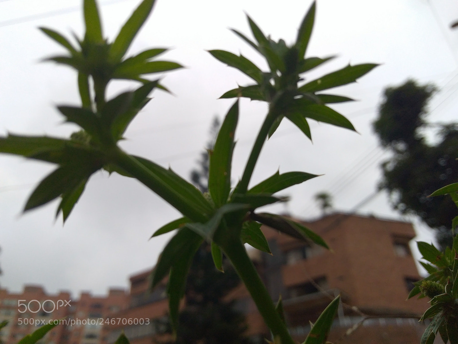 Motorola Moto G Play sample photo. Untitled photography