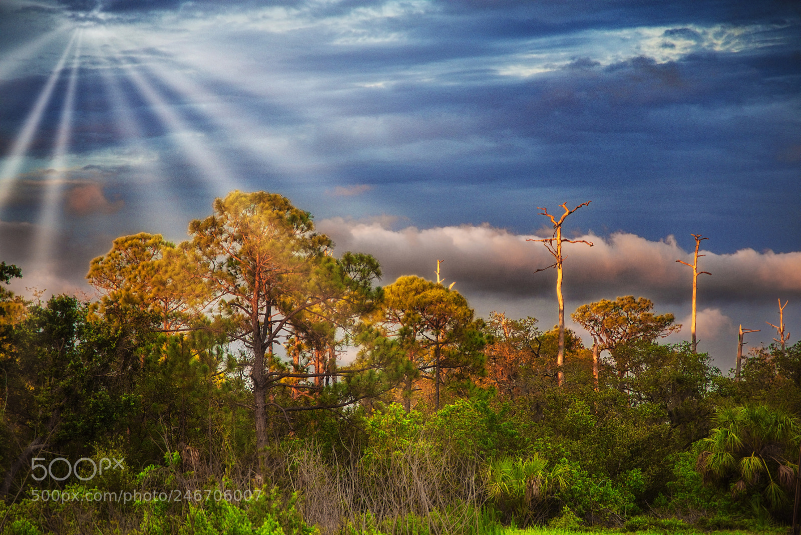 Nikon D810 sample photo. Praising tree photography