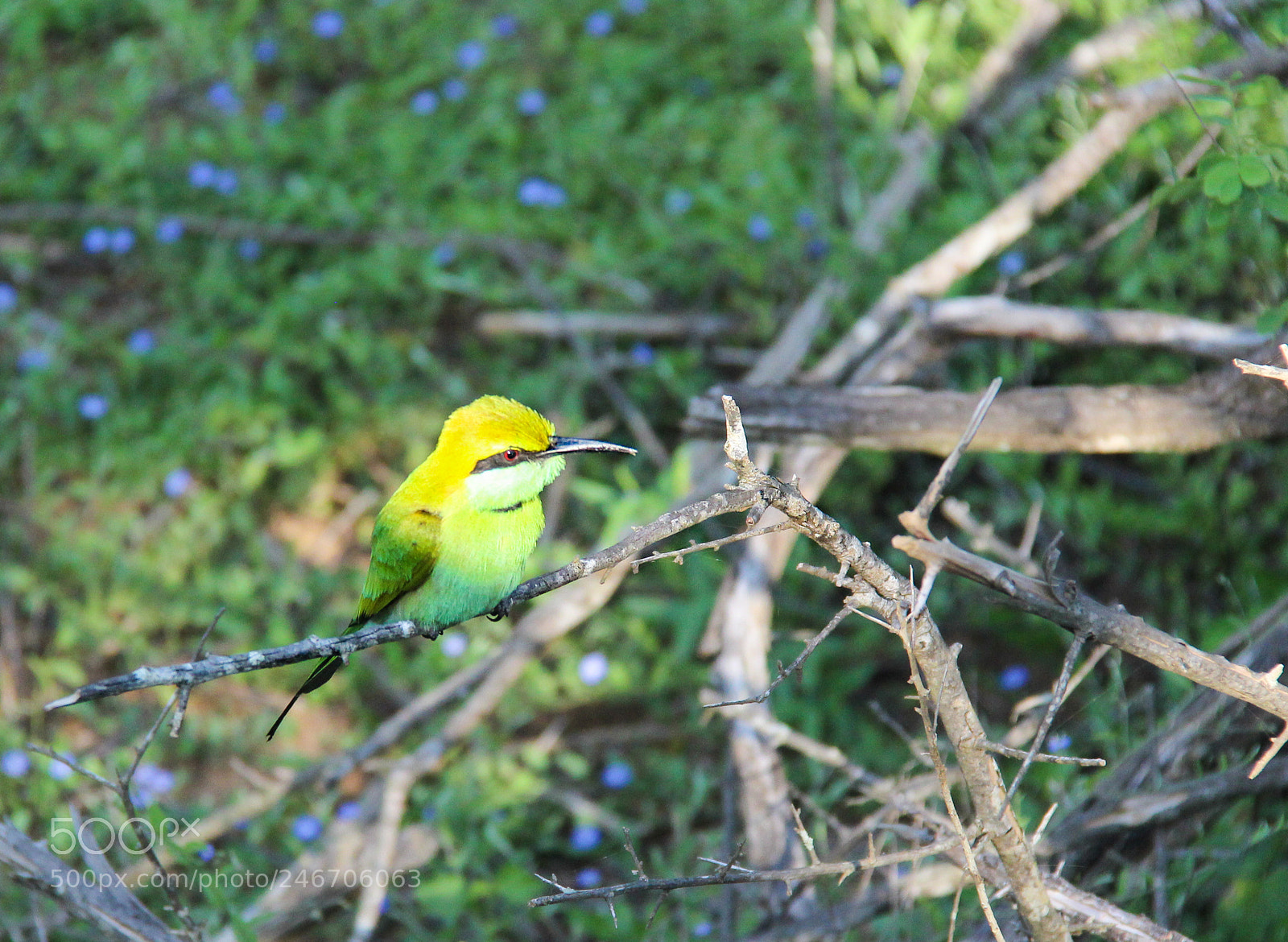 Canon EOS 600D (Rebel EOS T3i / EOS Kiss X5) sample photo. Catch me if you photography