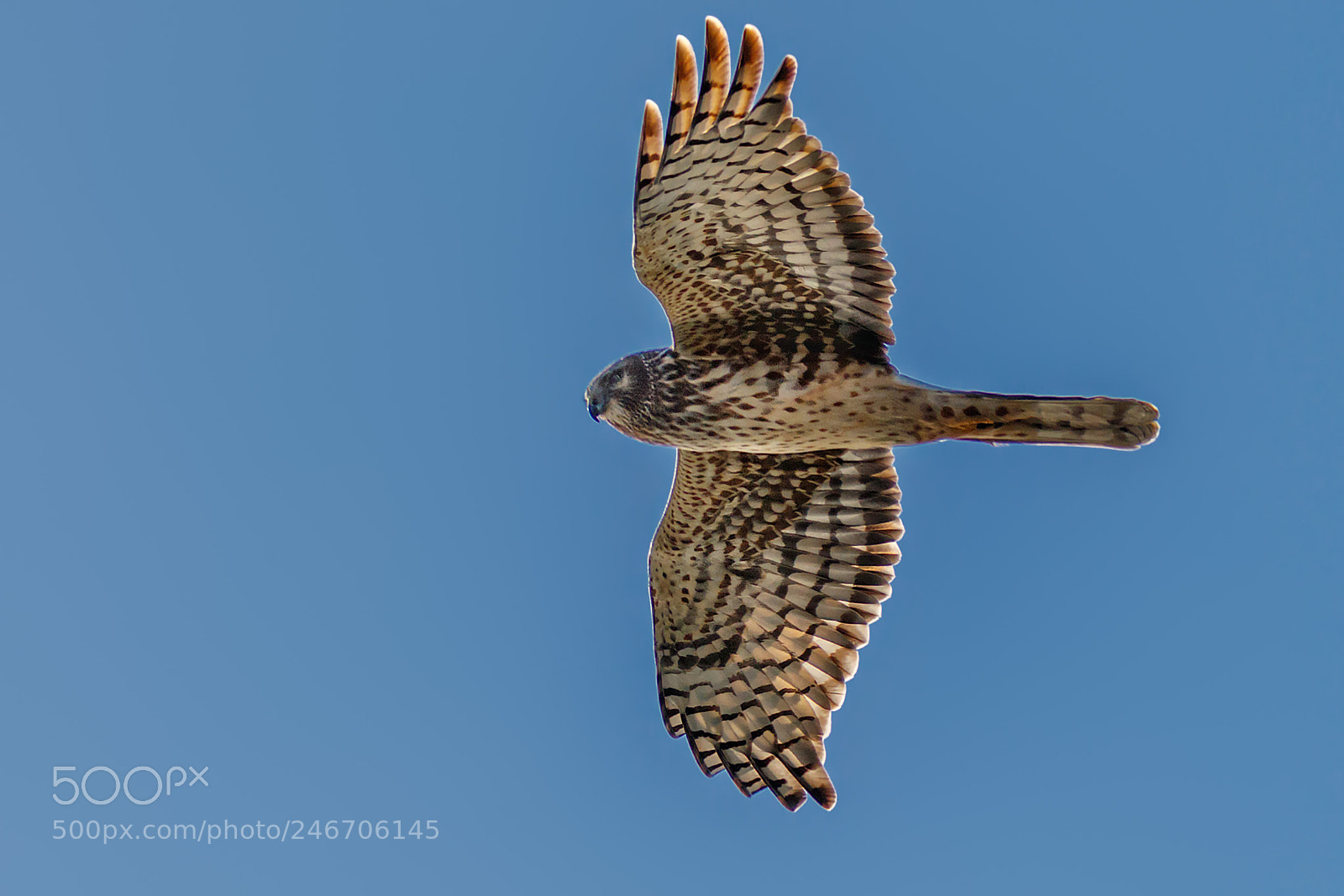 Canon EOS 7D Mark II sample photo. Hunting glide photography
