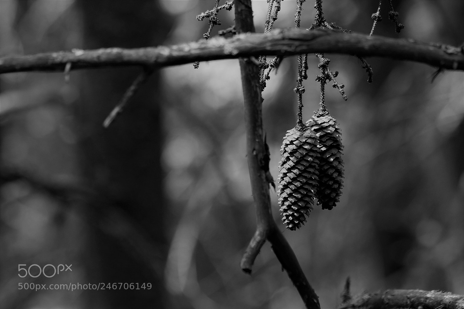 Canon EOS 700D (EOS Rebel T5i / EOS Kiss X7i) sample photo. Larch in dark photography