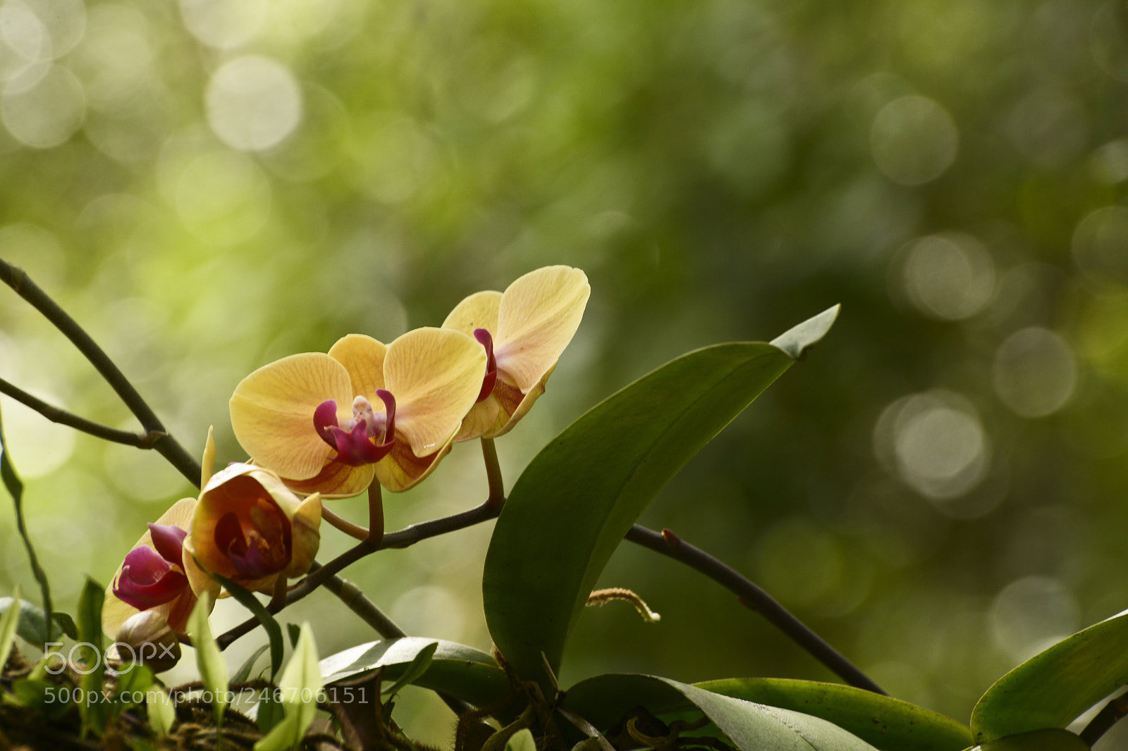 Nikon D7100 sample photo. A bela iluminada. photography