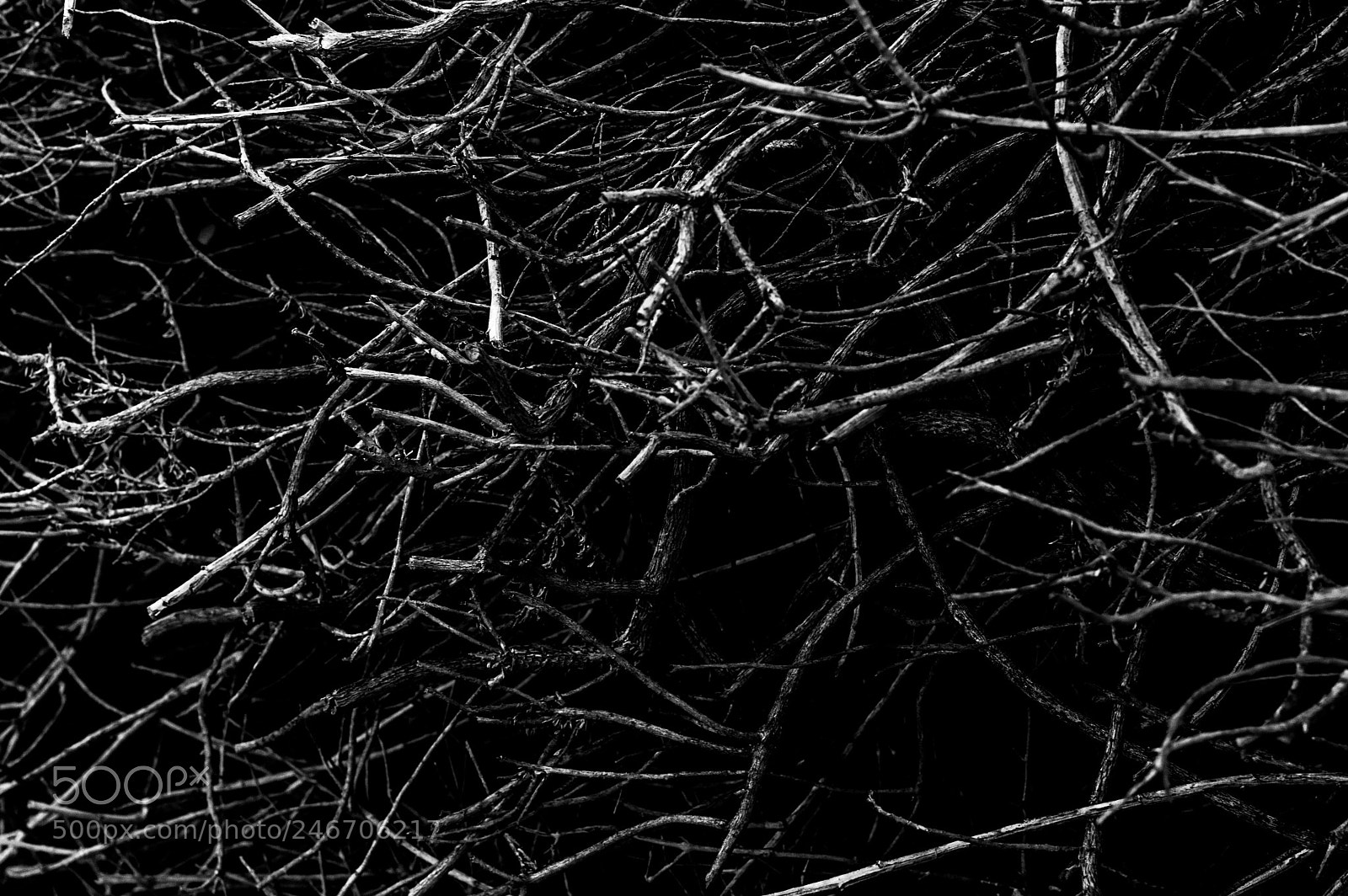 Nikon D3200 sample photo. Dark forest photography