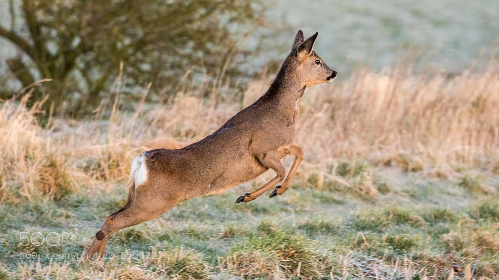 Canon EOS 7D Mark II sample photo. Leaping roe deer photography