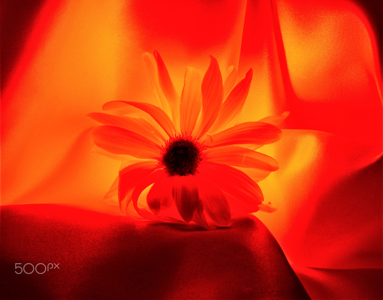 Nikon D610 sample photo. Red daisey photography