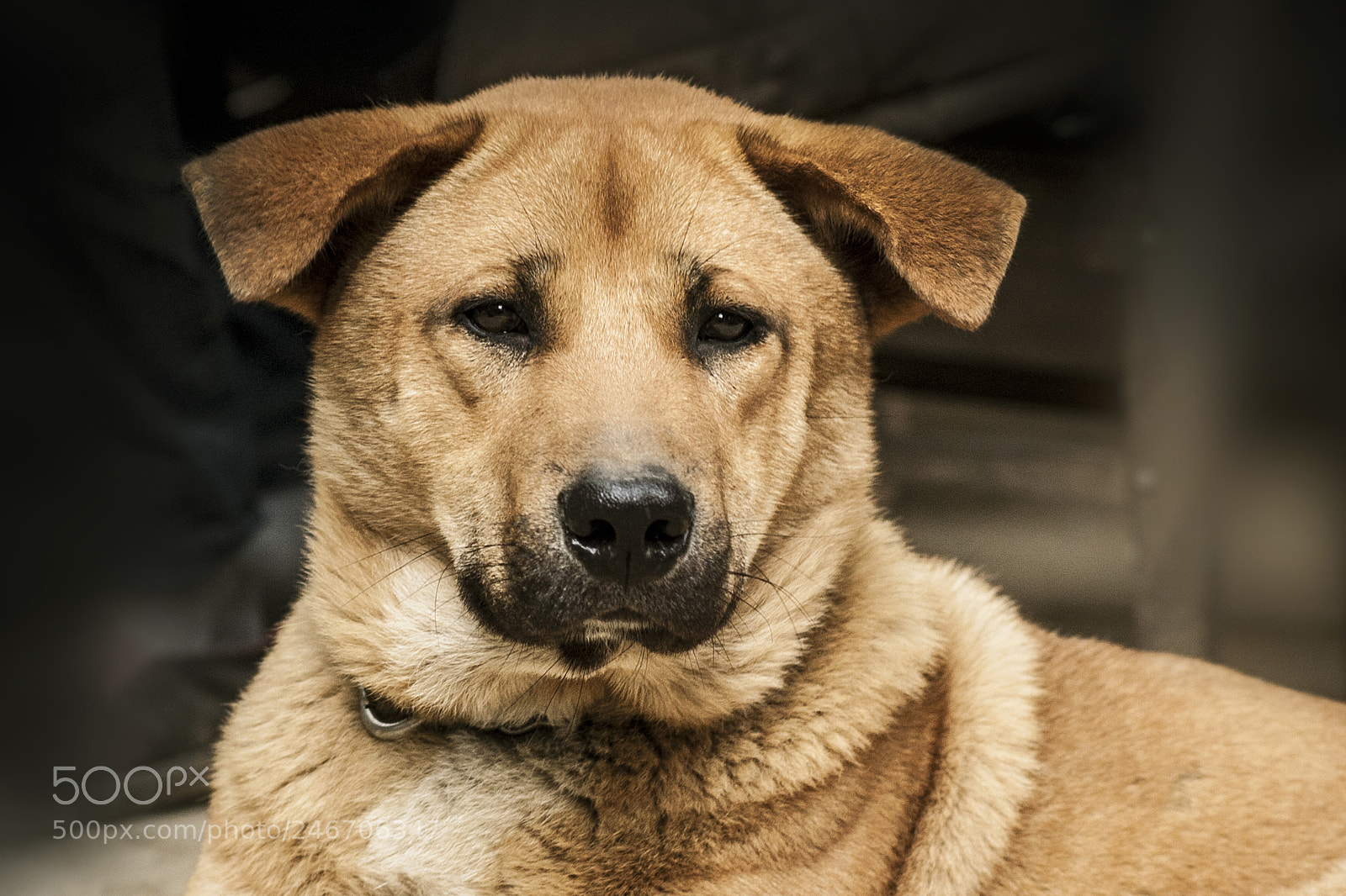 Canon EOS 5D sample photo. Portrait of dog. photography
