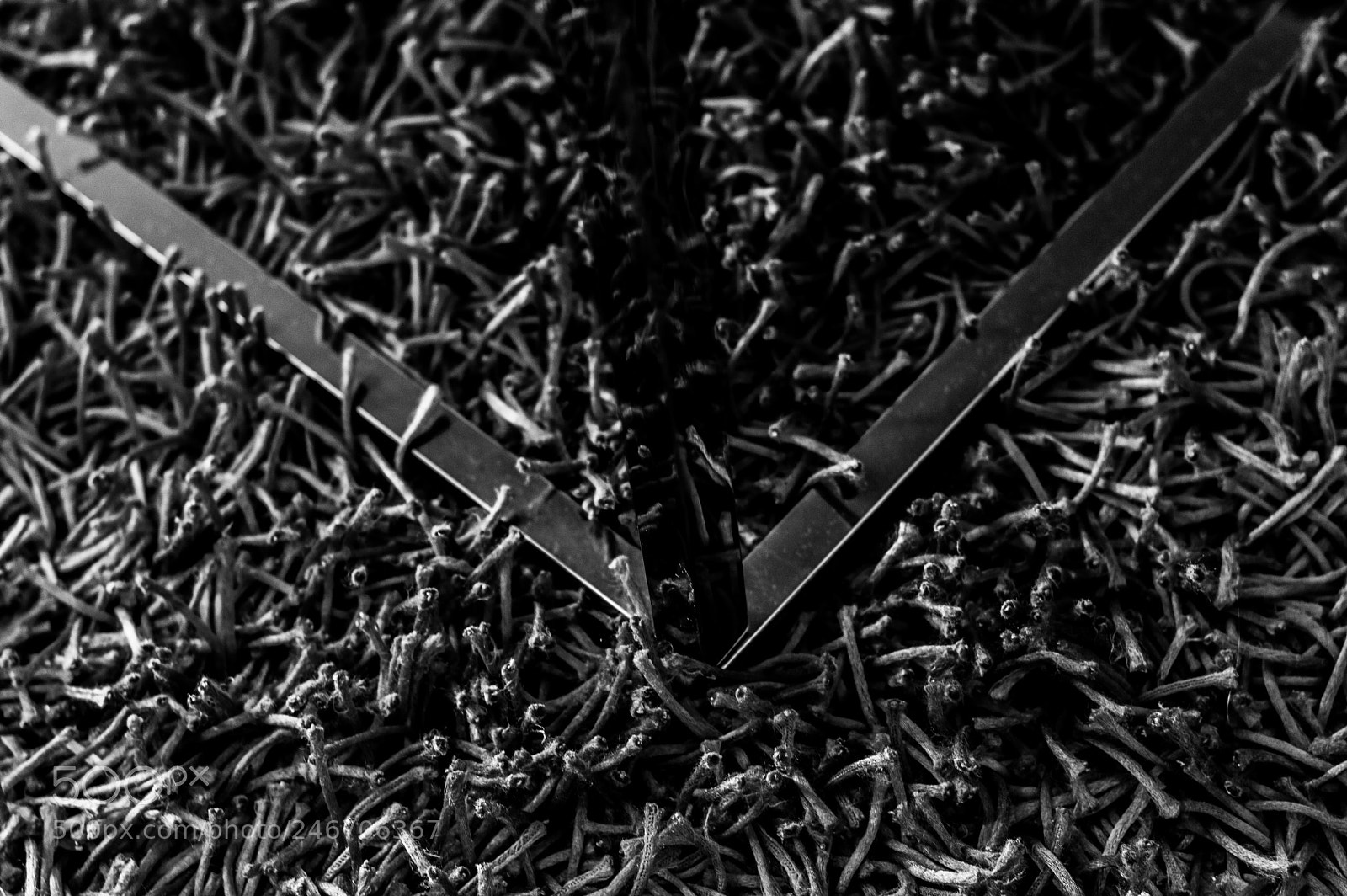 Nikon D3200 sample photo. Shaggy crapet photography