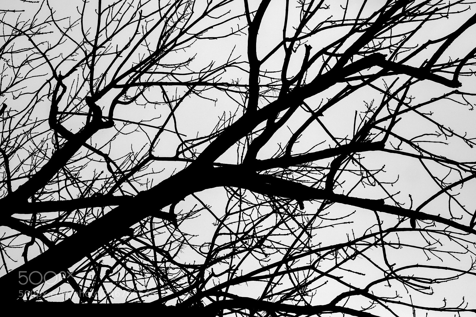 Canon EOS 6D Mark II sample photo. Forest bare branches black photography