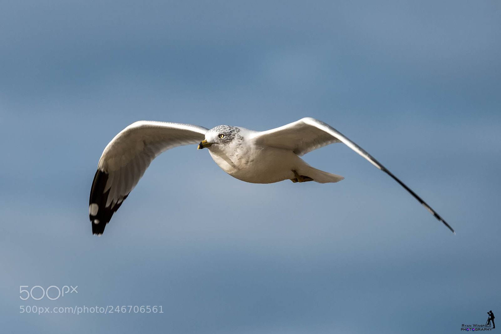 Nikon D500 sample photo. Ring-billed gull photography