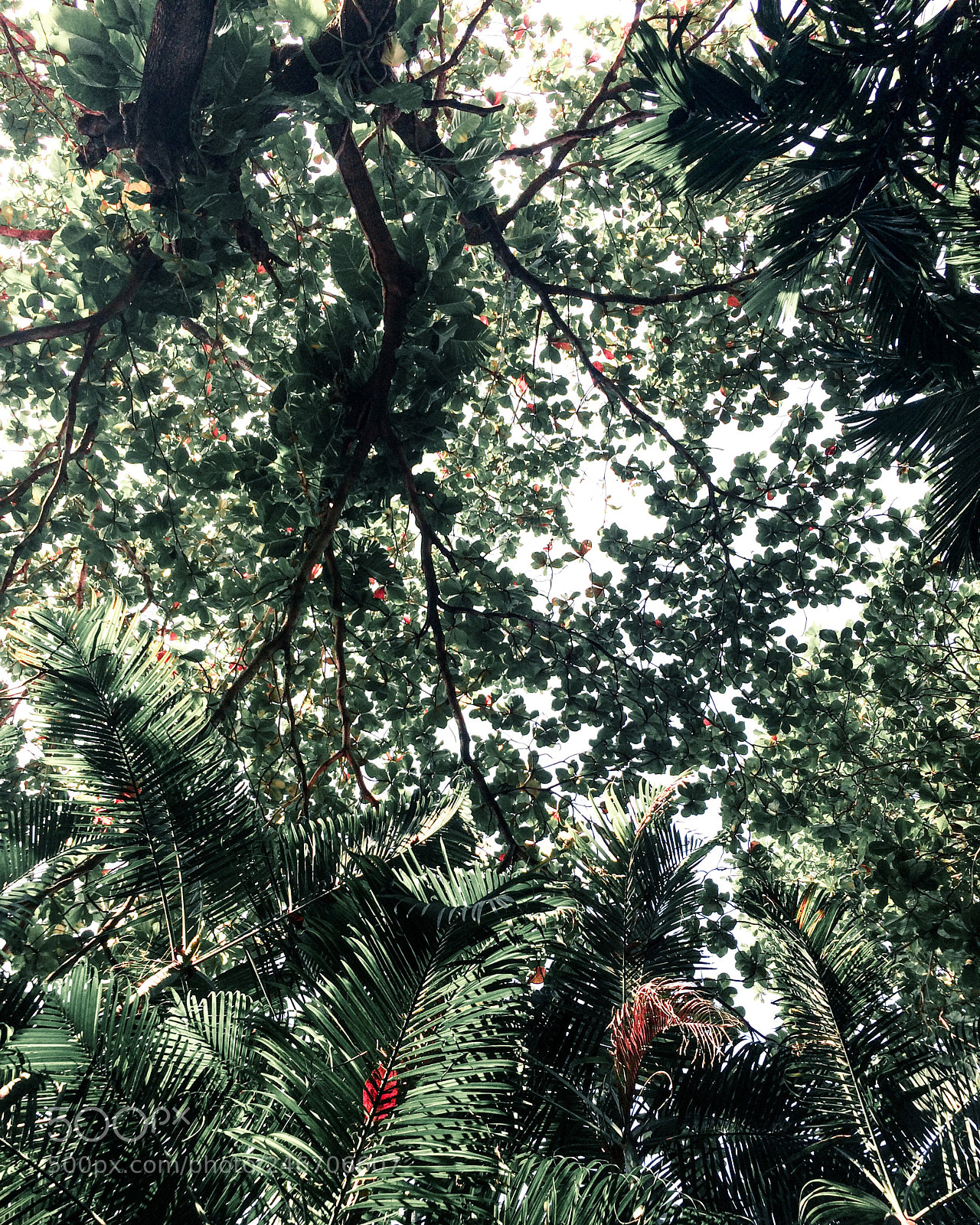 Apple iPhone 5s sample photo. In to nature photography