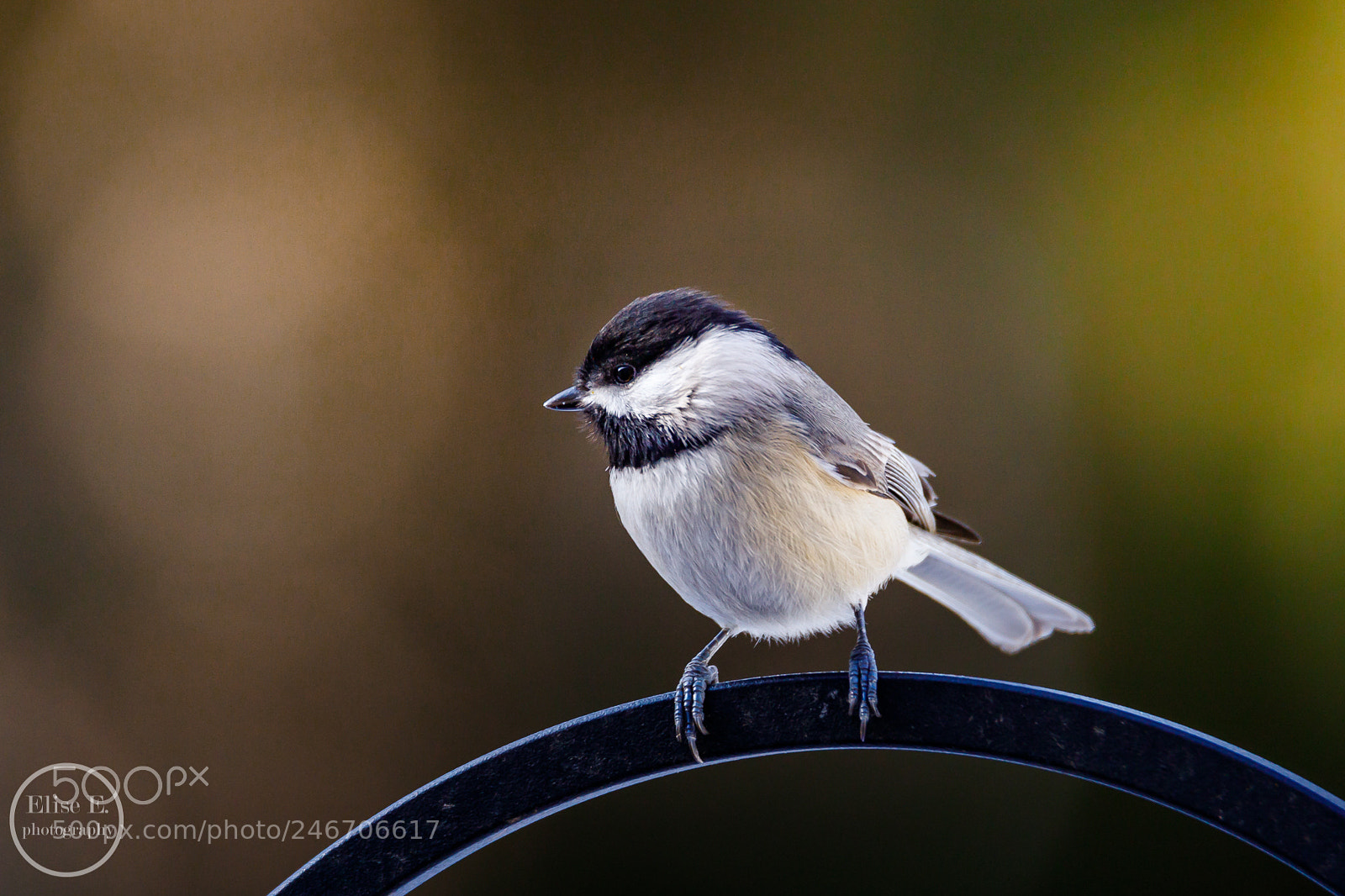 Canon EOS 6D Mark II sample photo. Chickadee photography