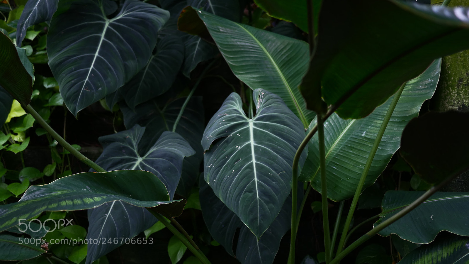 Panasonic Lumix DMC-GH4 sample photo. P photography
