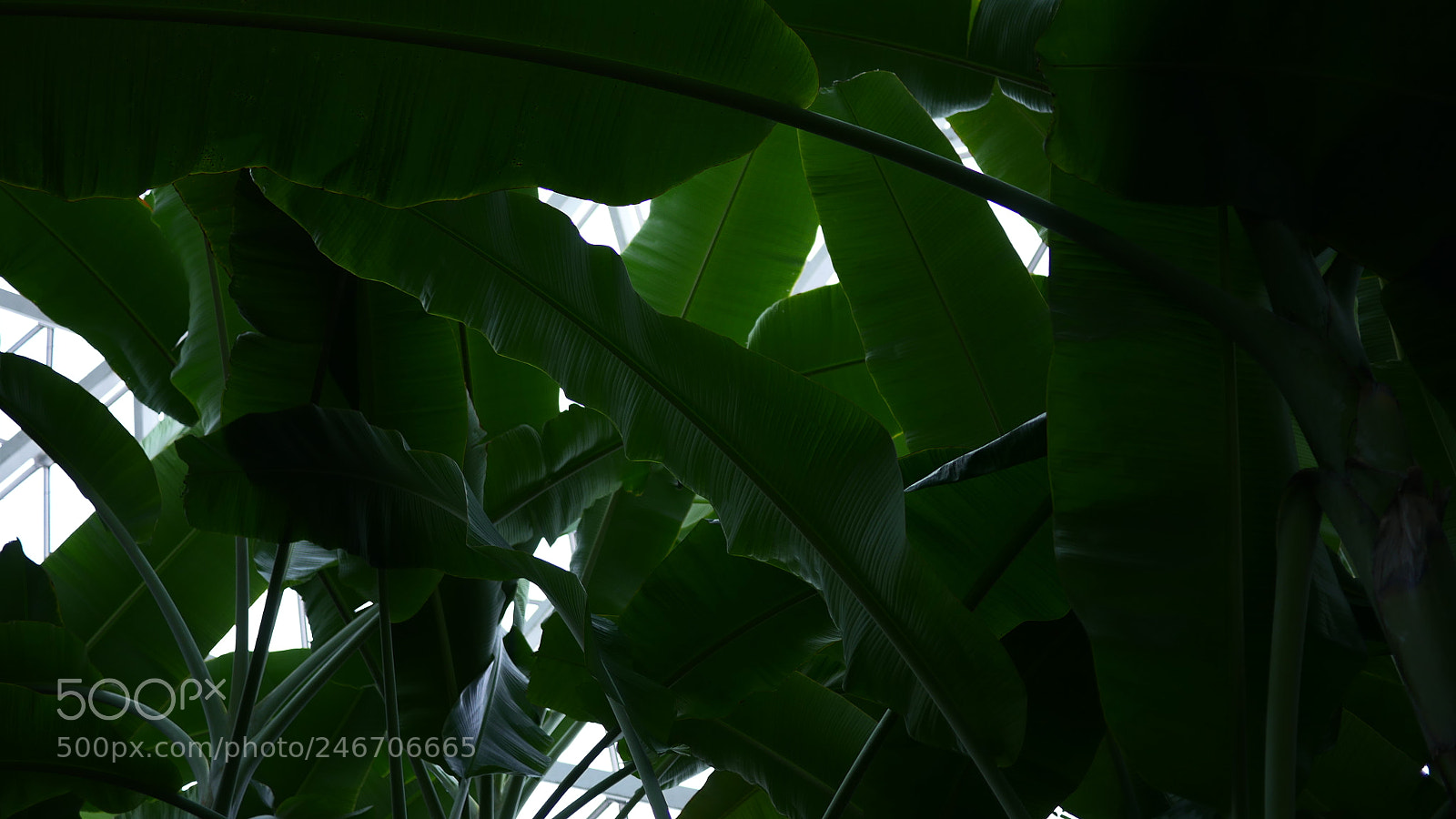 Panasonic Lumix DMC-GH4 sample photo. P photography