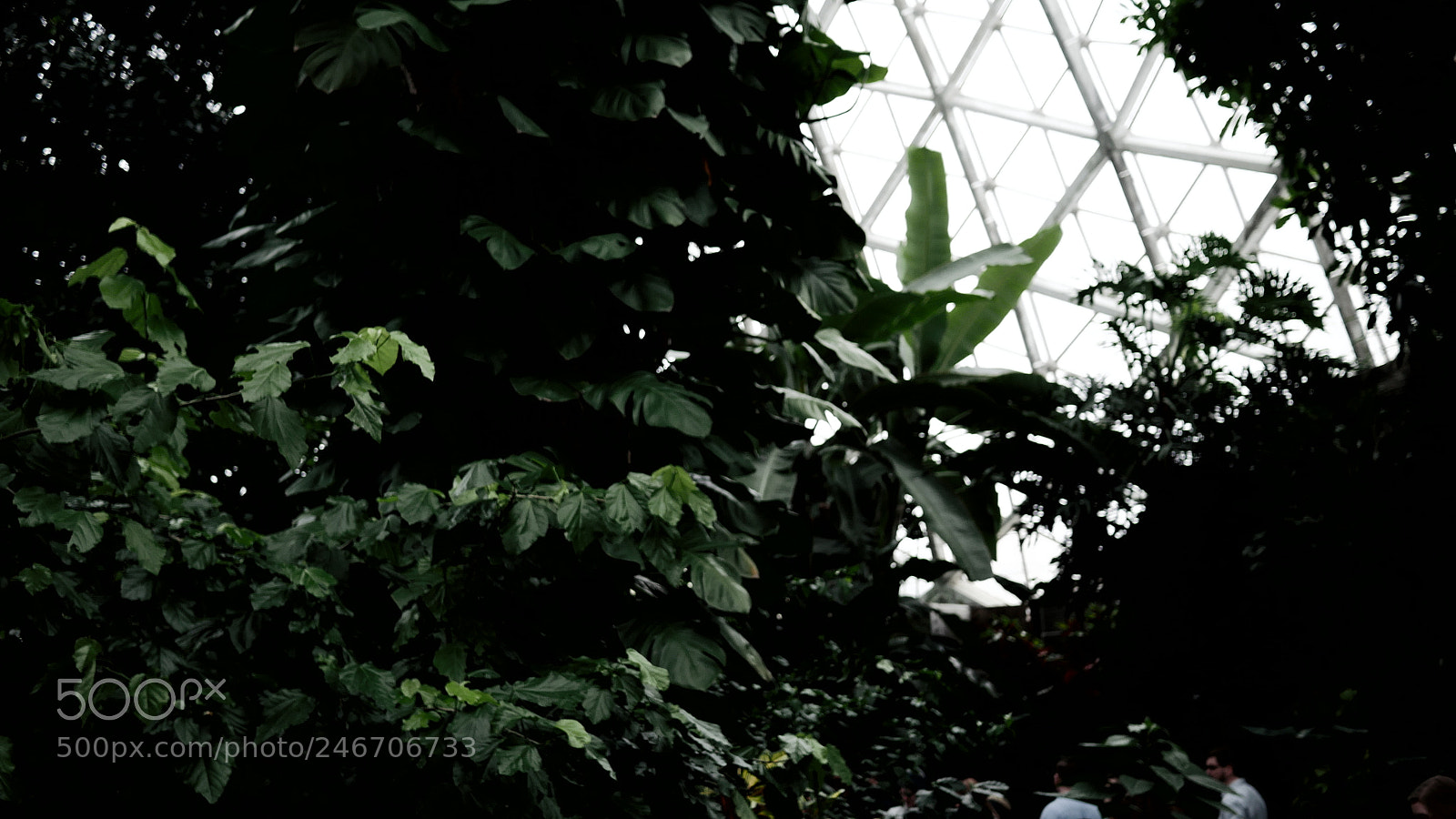 Panasonic Lumix DMC-GH4 sample photo. P photography