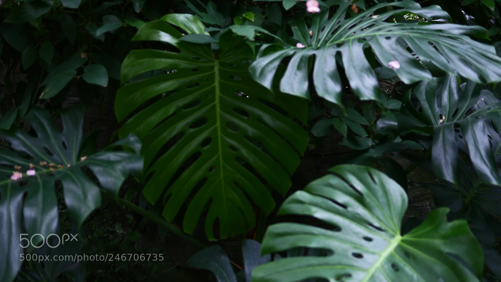 Panasonic Lumix DMC-GH4 sample photo. P photography