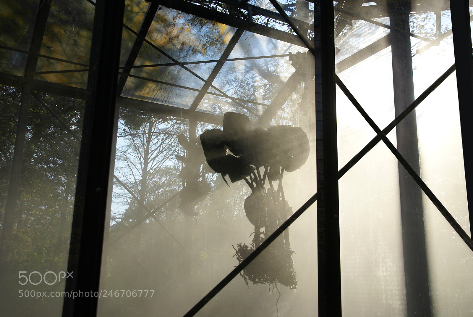 Sony Alpha DSLR-A100 sample photo. Floating plant photography