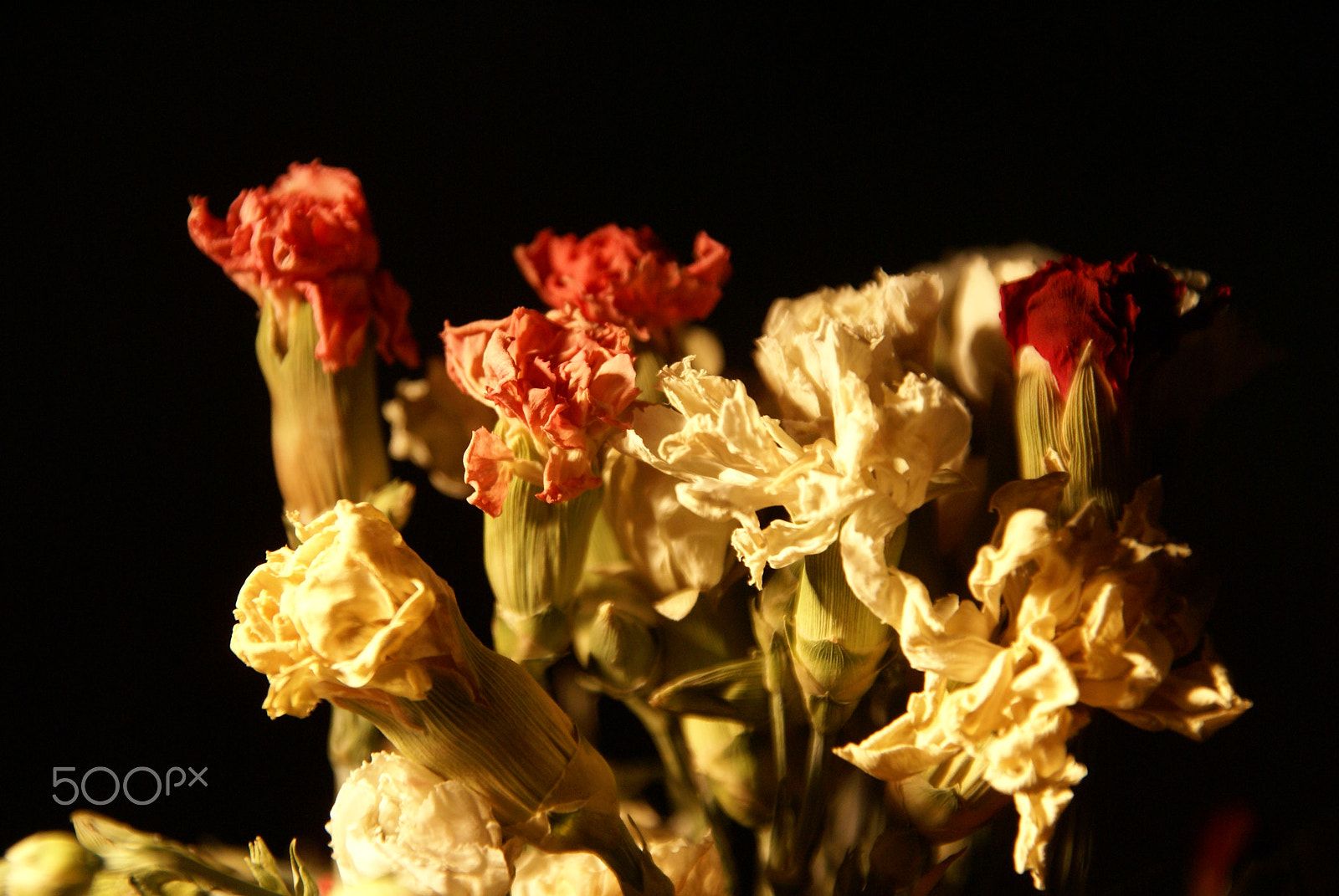 Sony Alpha DSLR-A100 + Sigma 18-200mm F3.5-6.3 DC sample photo. Flowers photography