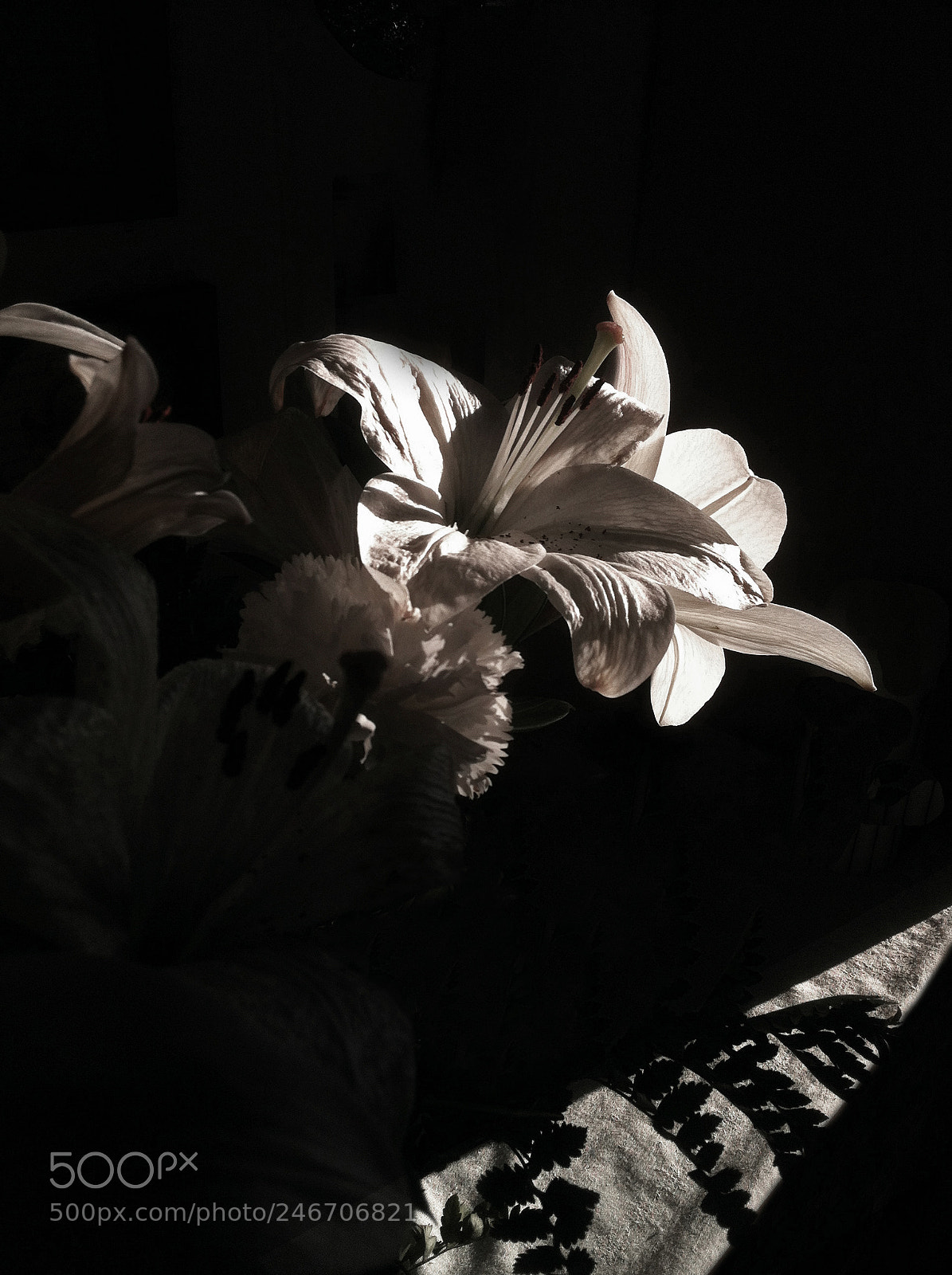 Apple iPhone 4 sample photo. Lily photography