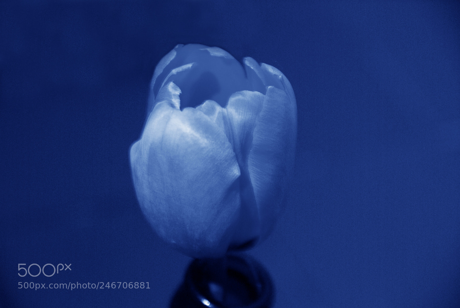 Sony Alpha DSLR-A100 sample photo. Blue tulip photography