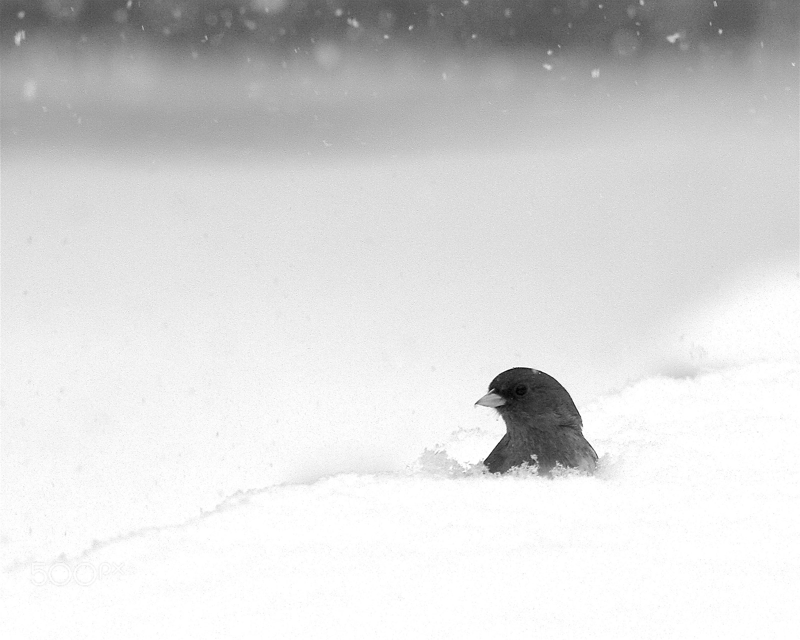 Canon EOS 40D sample photo. Junco in the snow photography
