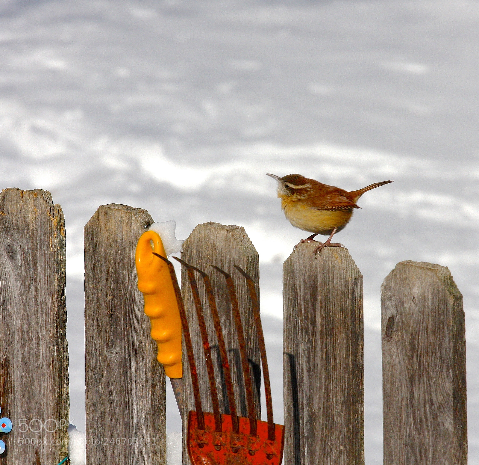 Canon EOS 40D sample photo. Carolina wren photography