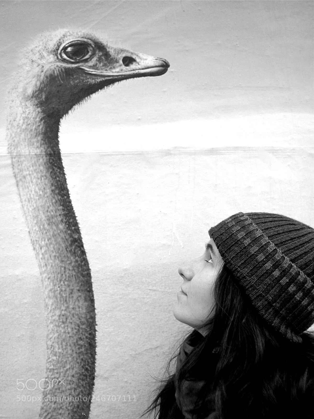 Canon PowerShot SX20 IS sample photo. Ostrich portrait photography