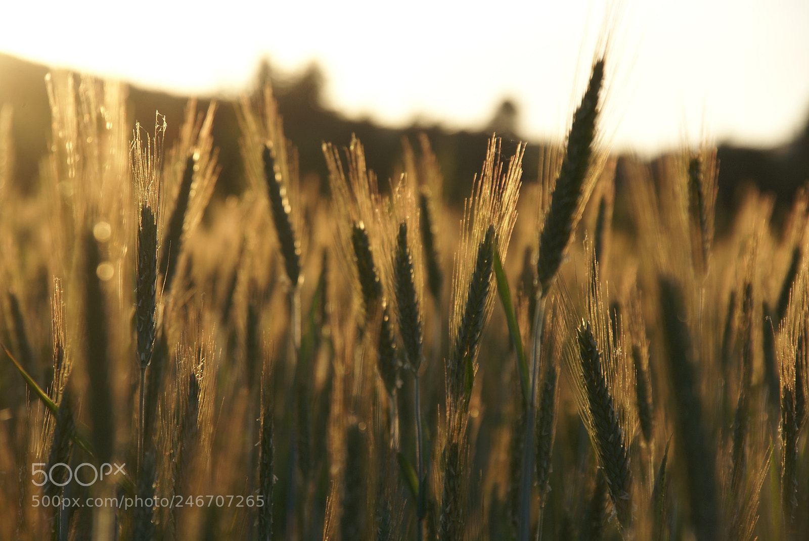 Sony Alpha DSLR-A100 sample photo. Autumn photography