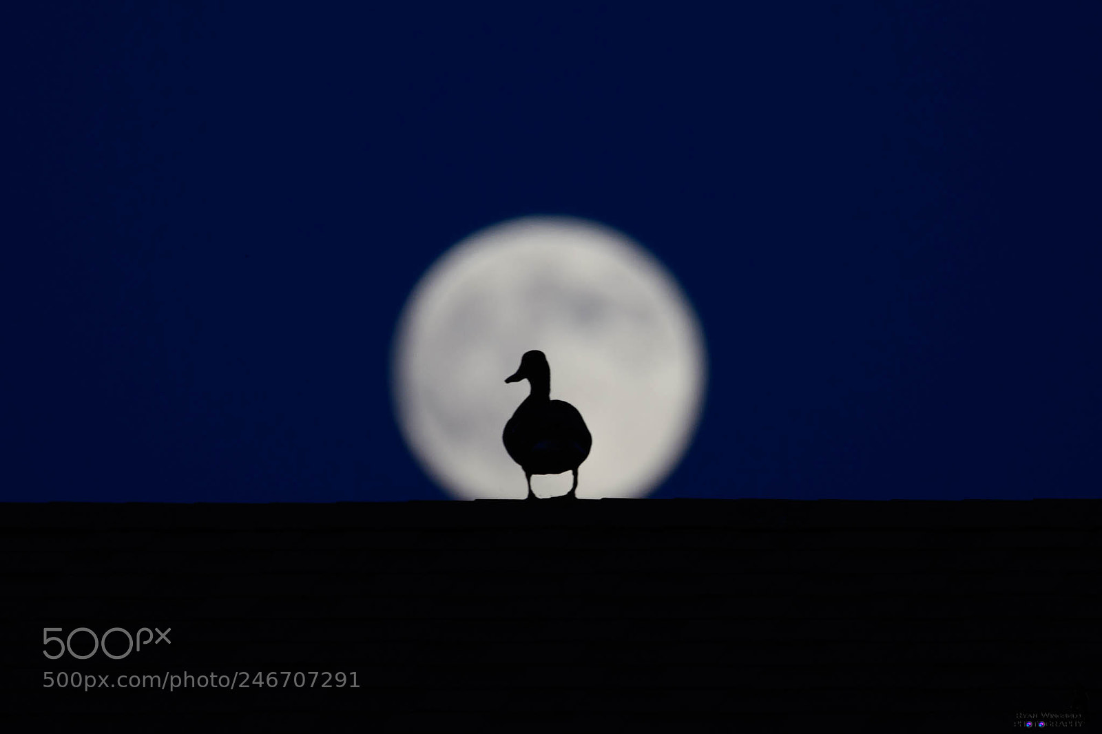 Nikon D500 sample photo. Full moon and duck photography