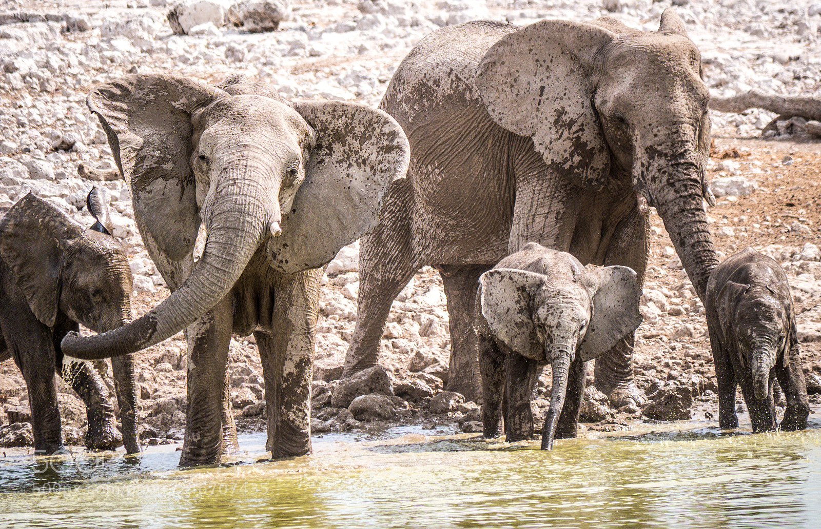 Panasonic DMC-G70 sample photo. Elephants on the waterhole photography