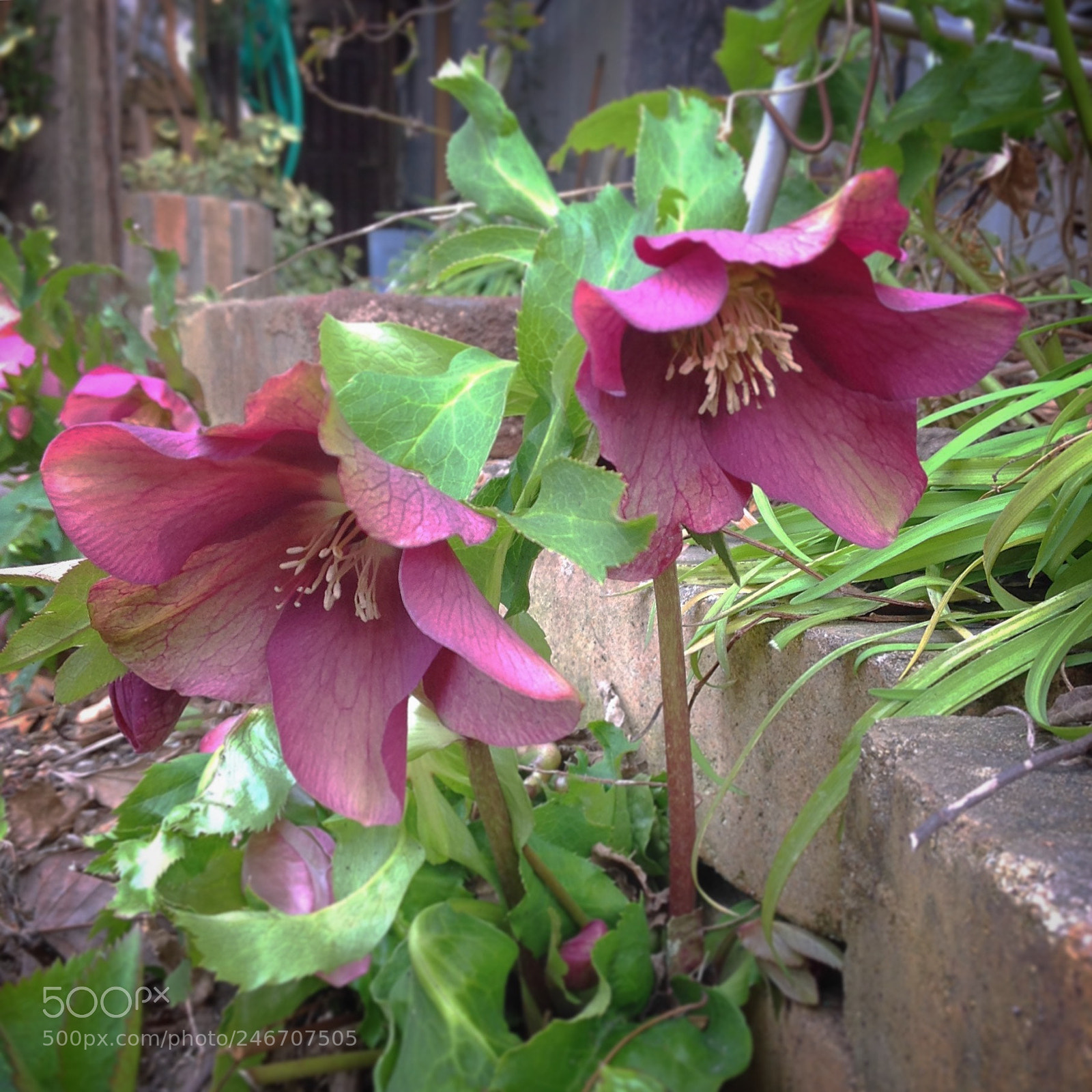 Apple iPad sample photo. Hellebores in bloom photography