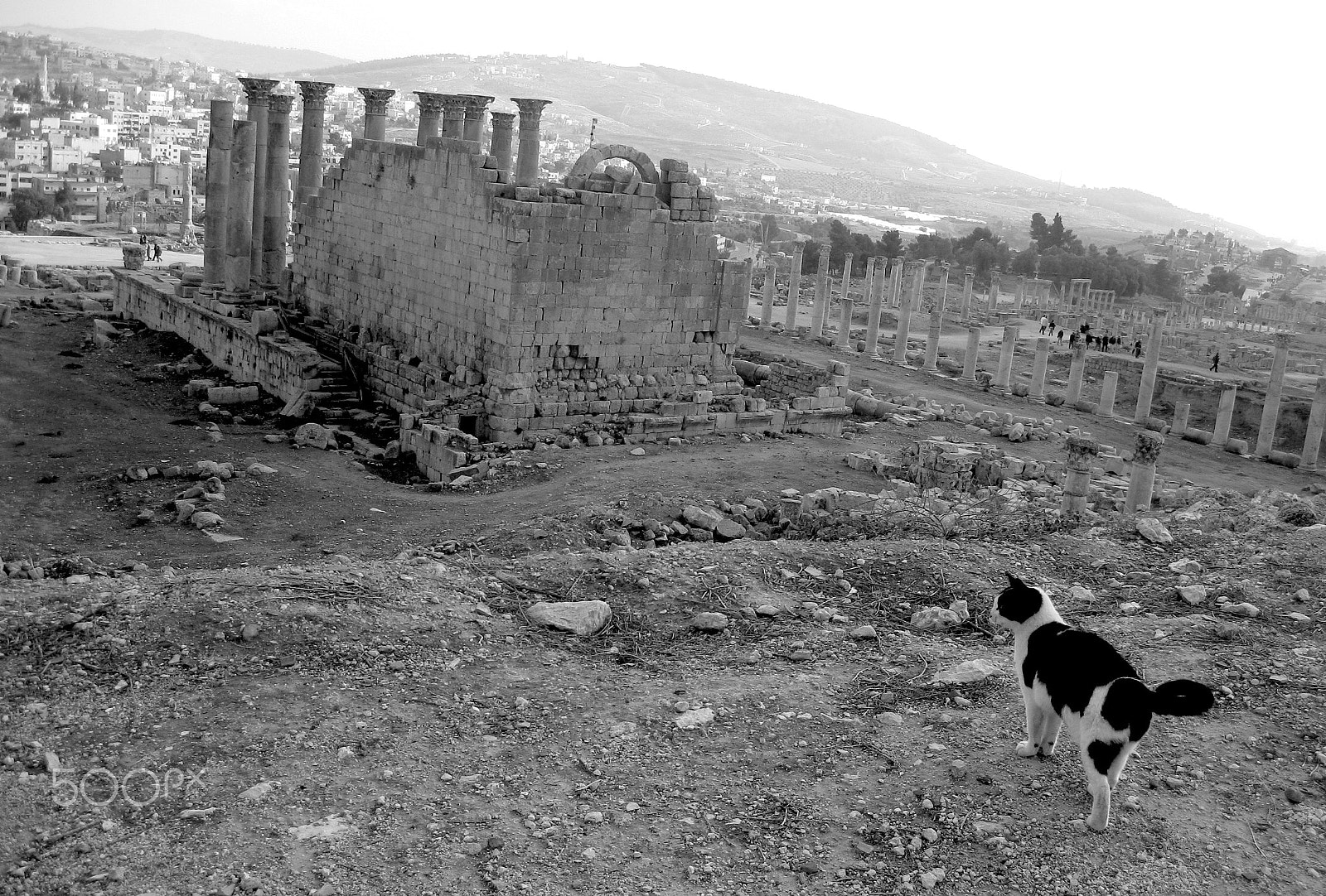 Canon PowerShot SD1100 IS (Digital IXUS 80 IS / IXY Digital 20 IS) sample photo. Jerash ruins cat photography