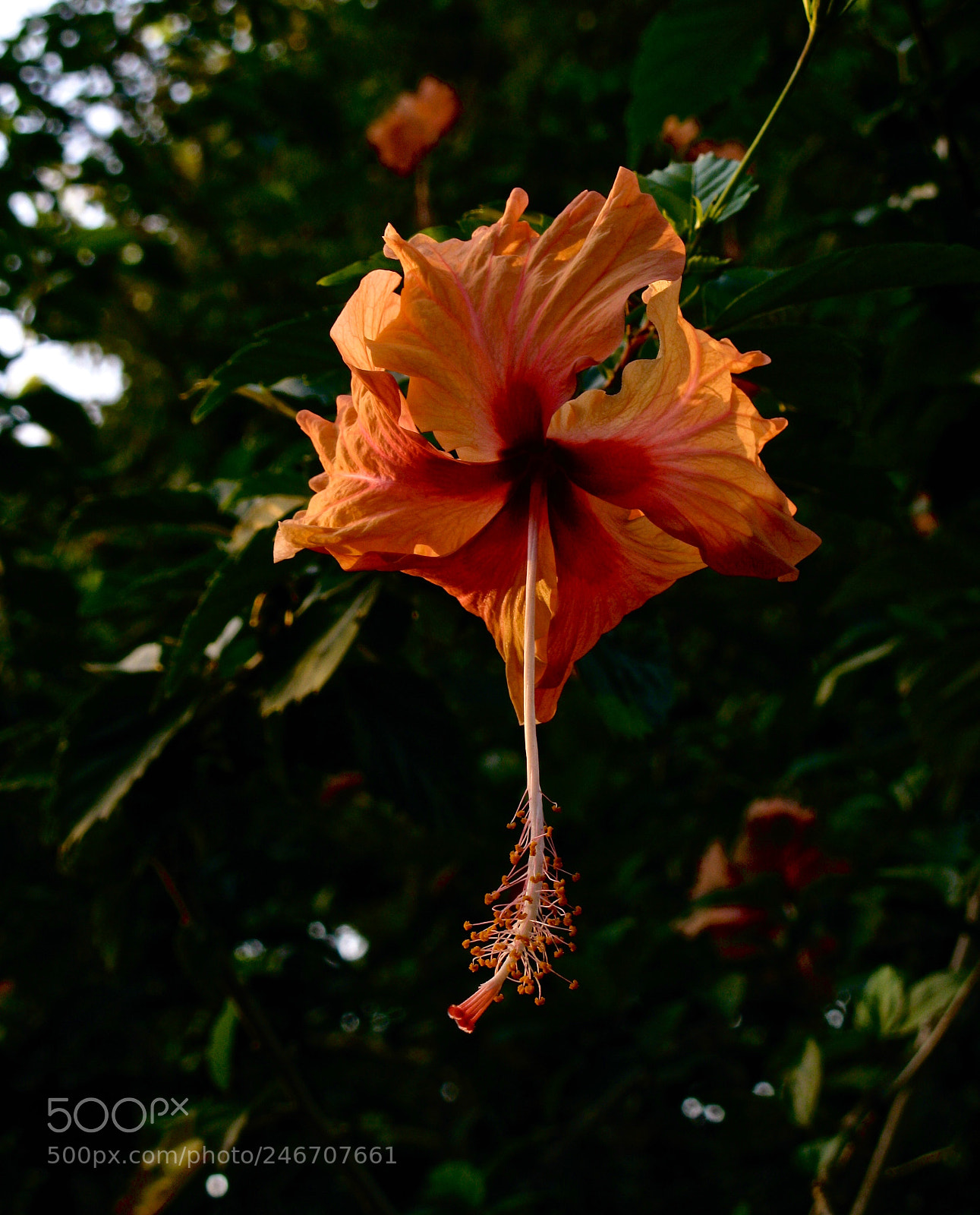 Canon POWERSHOT G9 sample photo. A flower in belize photography