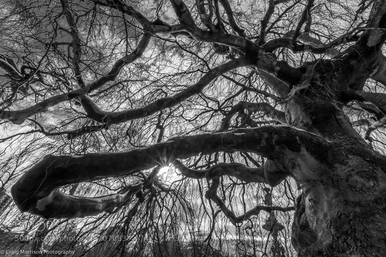 Nikon D7100 sample photo. Tree in park. photography