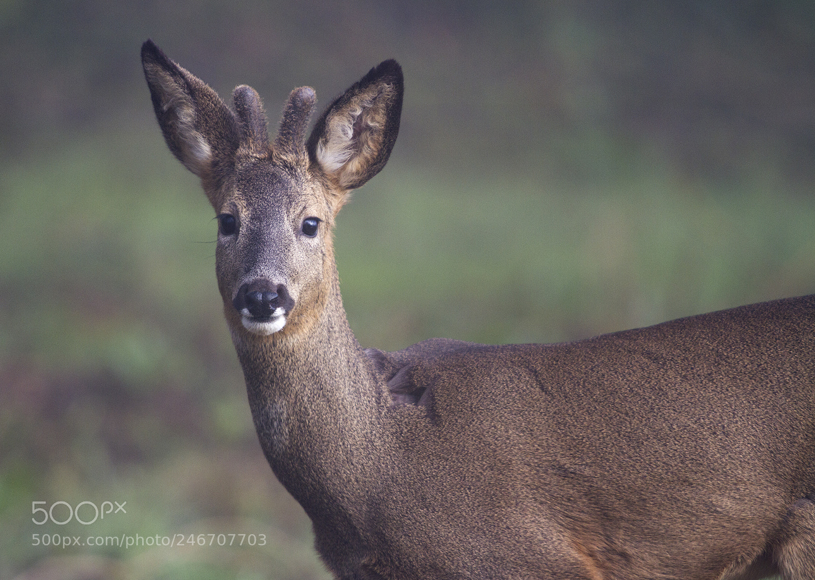 Canon EOS 7D sample photo. Chevreuil photography