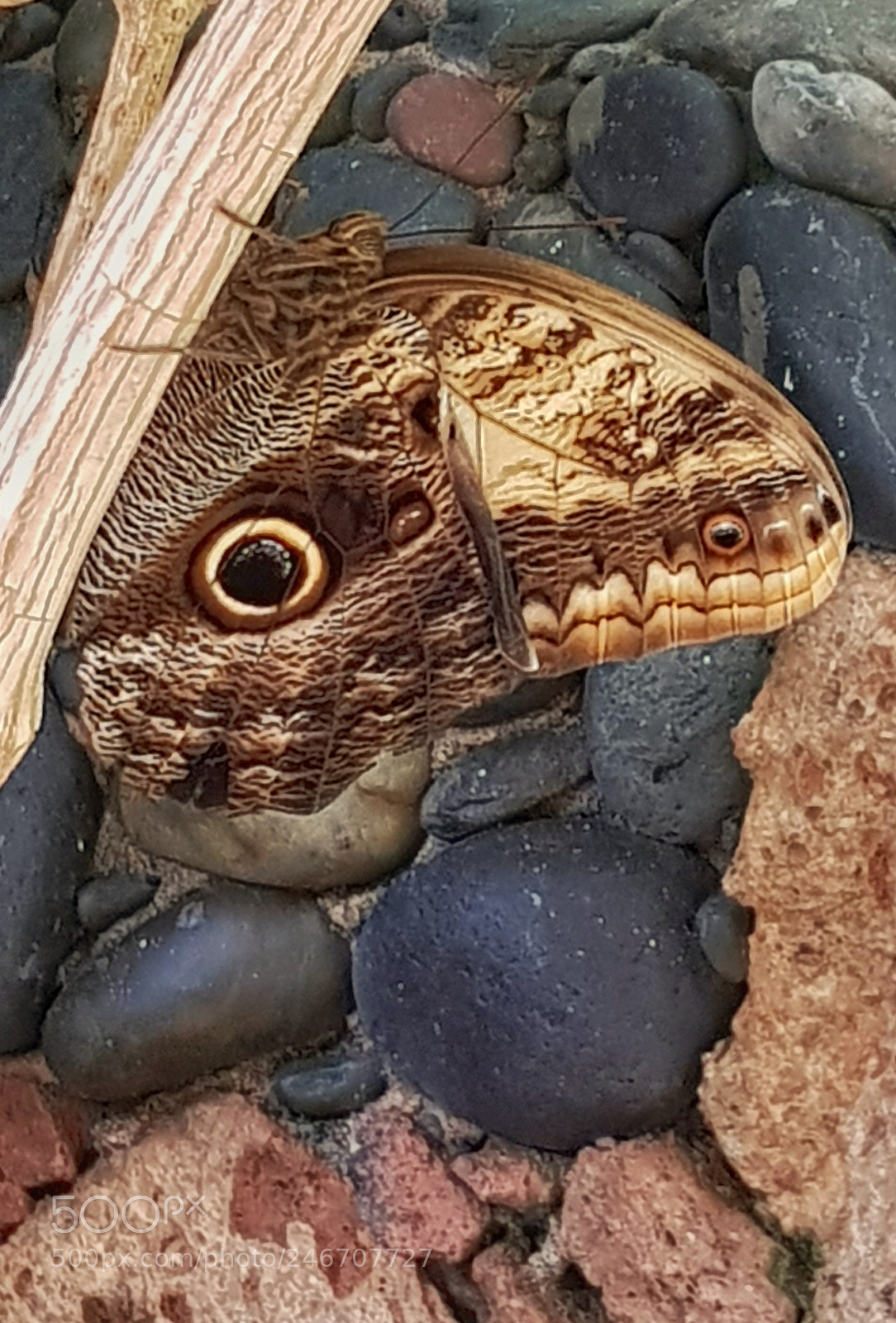 Samsung Galaxy S8 sample photo. Snakewing butterfly photography