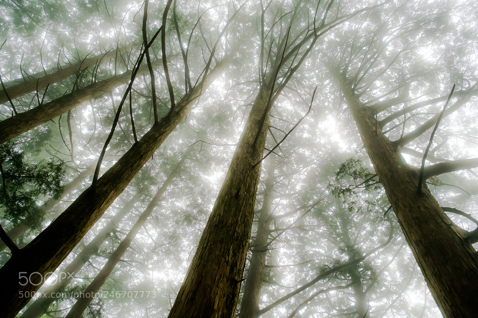 Fujifilm X-Pro1 sample photo. Mysterious forest (redux) vi photography