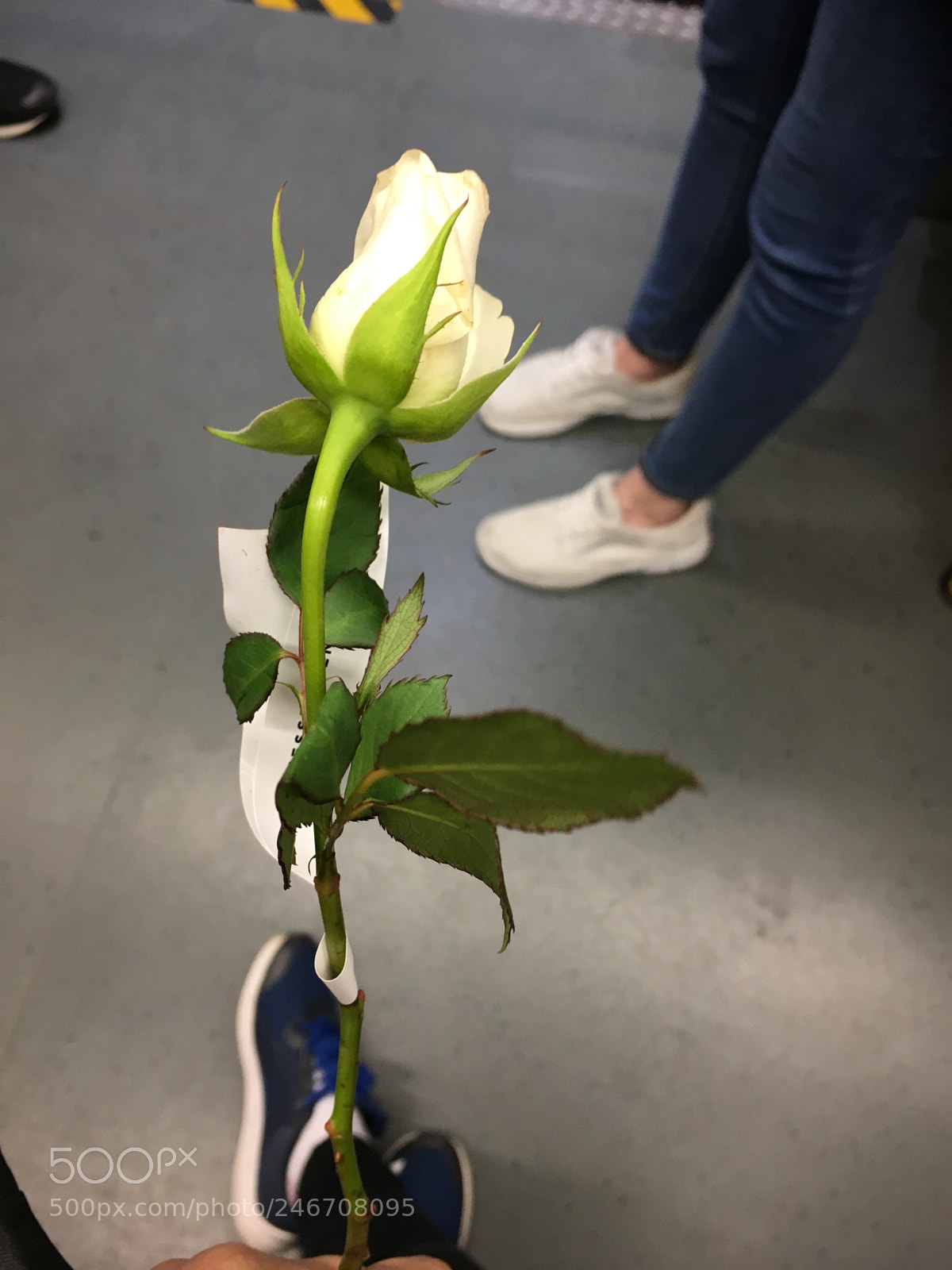 Apple iPhone 6s sample photo. When you randomly get photography