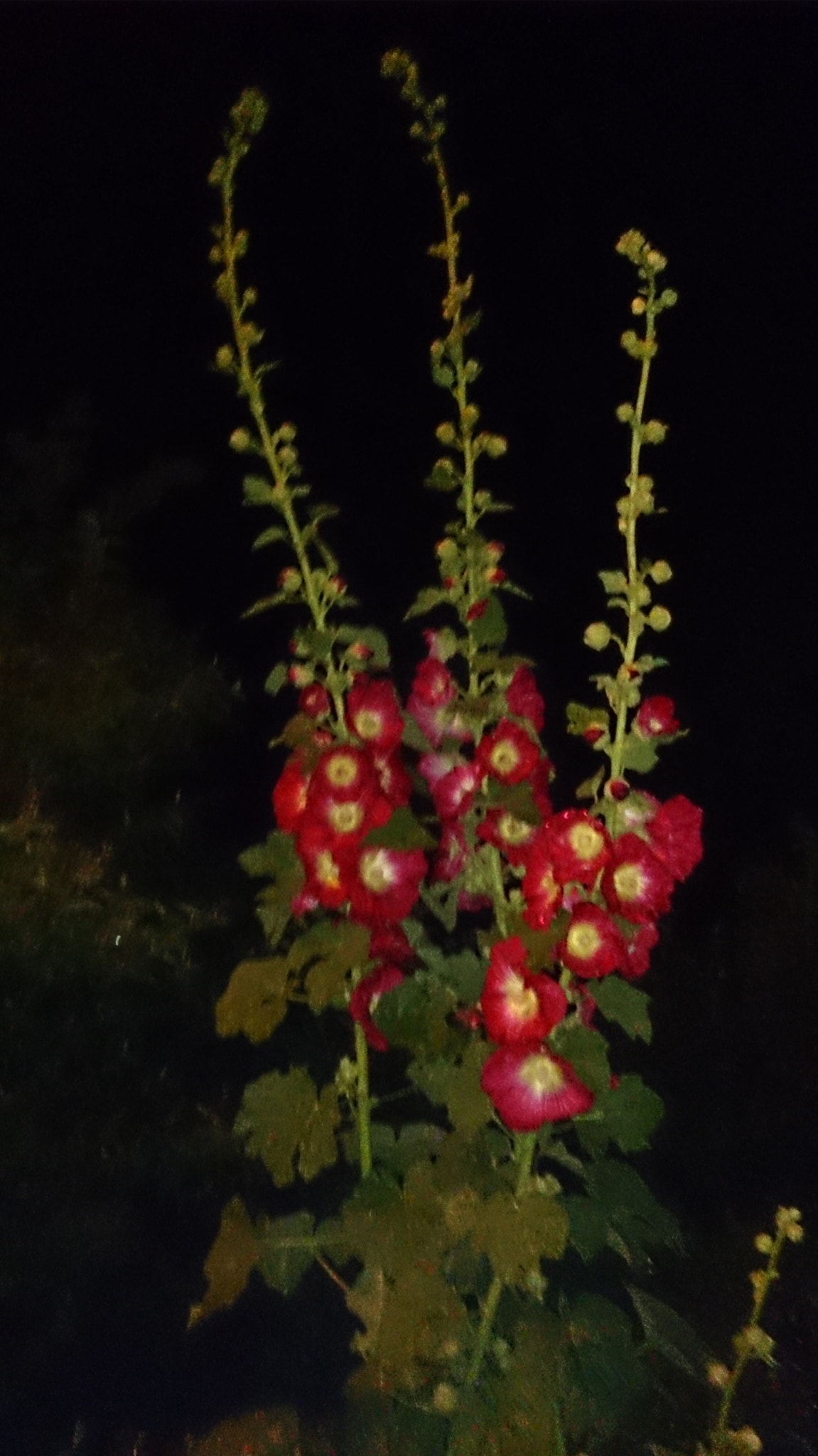 Sony Xperia Z sample photo. Stockrosen bei nacht photography