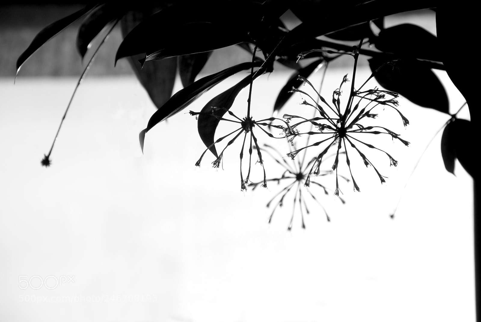 Sony Alpha DSLR-A100 sample photo. Zoo berlin photography