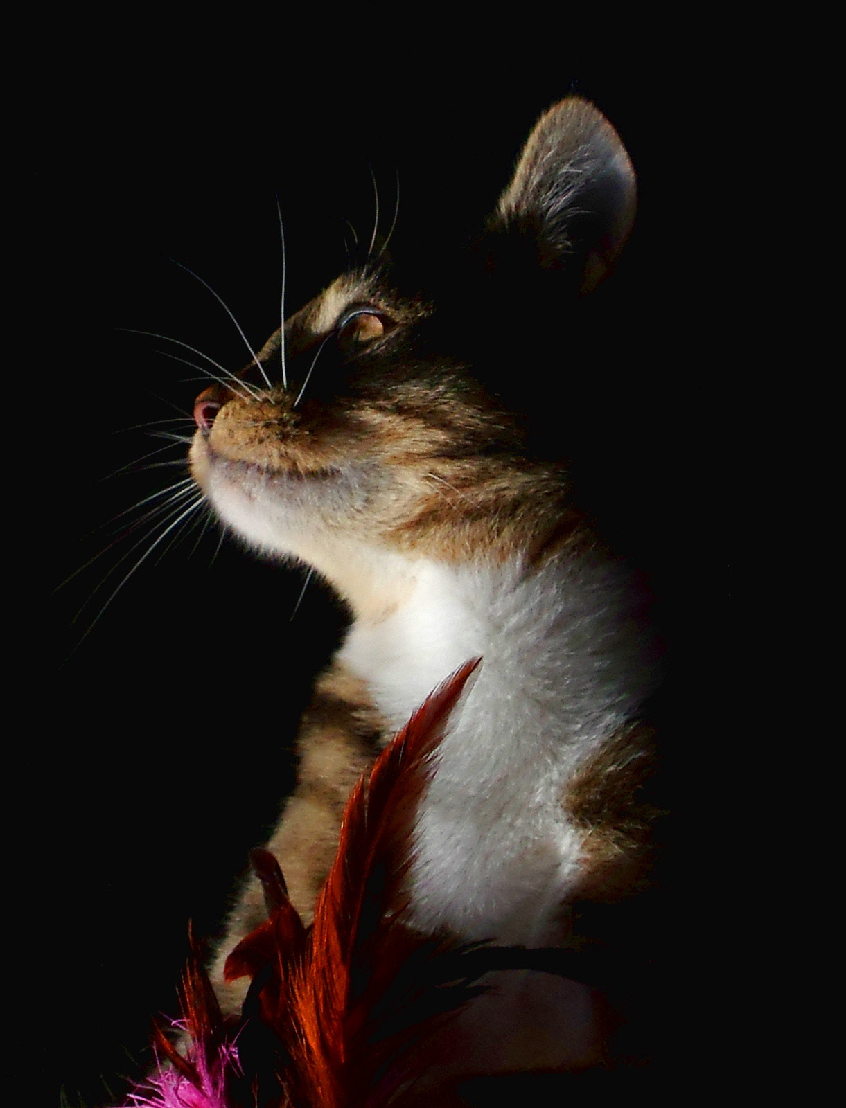 Pentax K-3 sample photo. Cat portrait photography