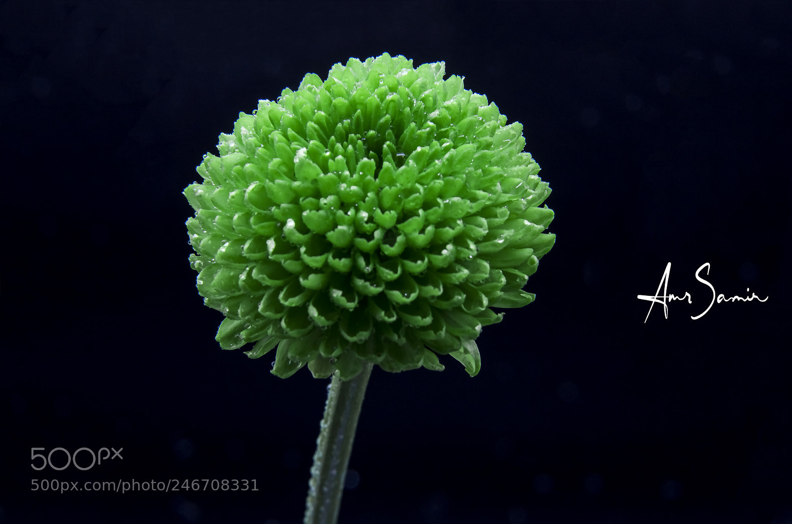 Canon EOS 6D Mark II sample photo. Green photography