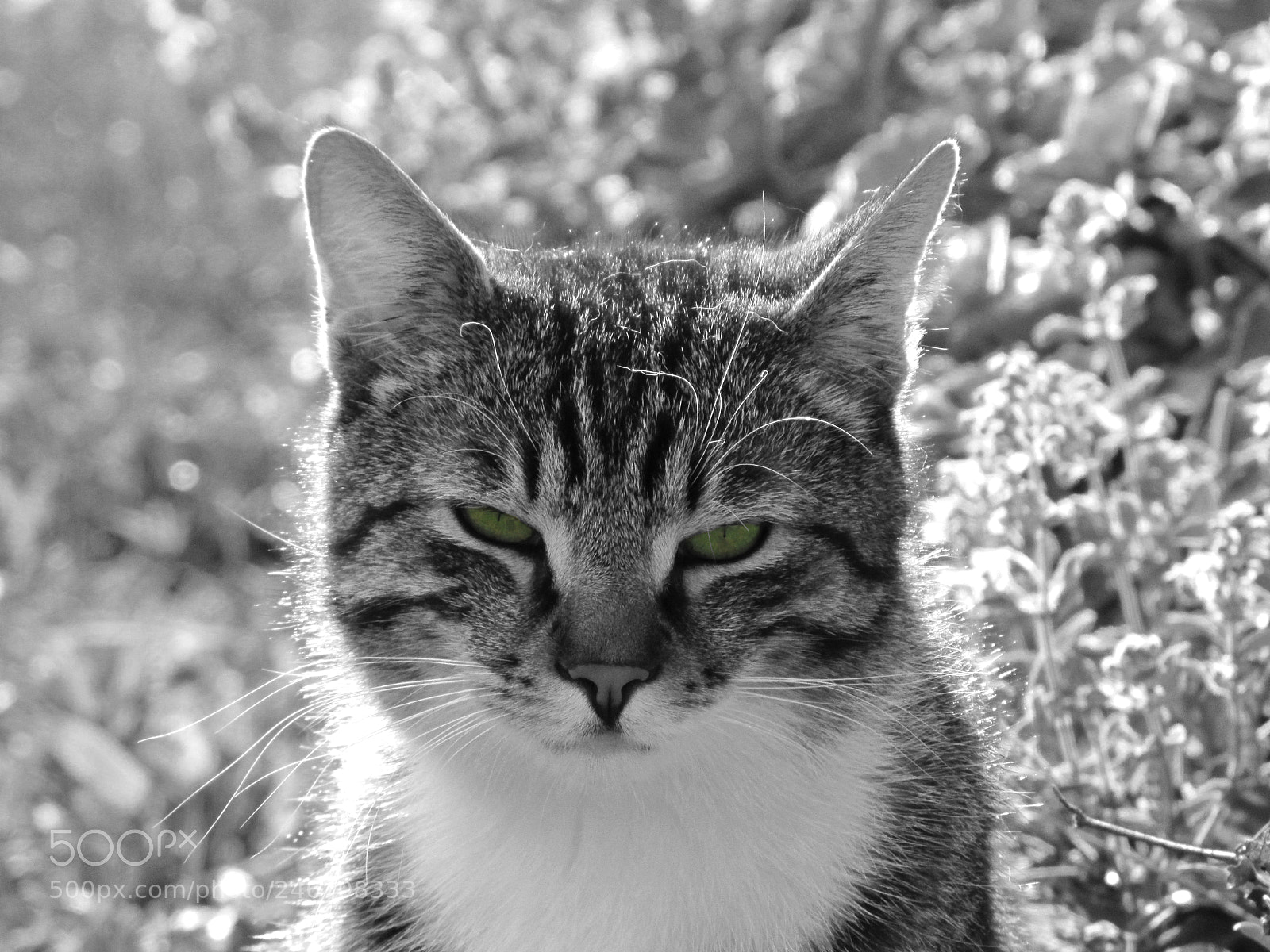 Canon PowerShot SX20 IS sample photo. Cat photography