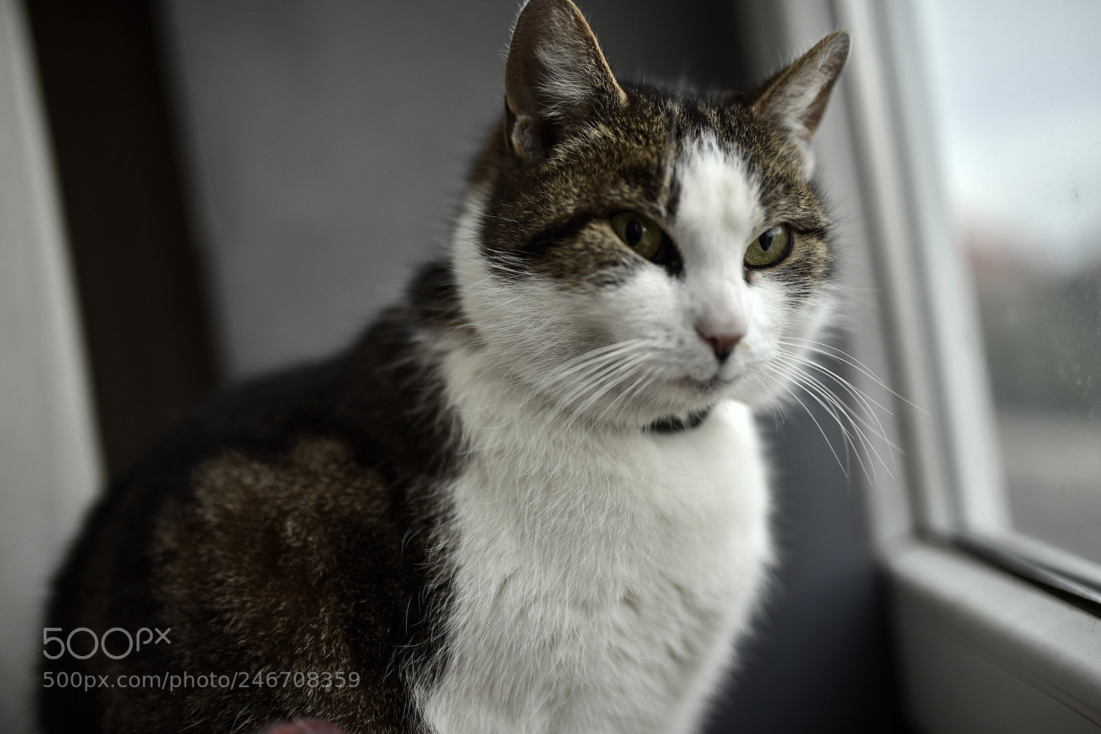 Sigma 35mm F1.4 DG HSM Art sample photo. Dsc photography