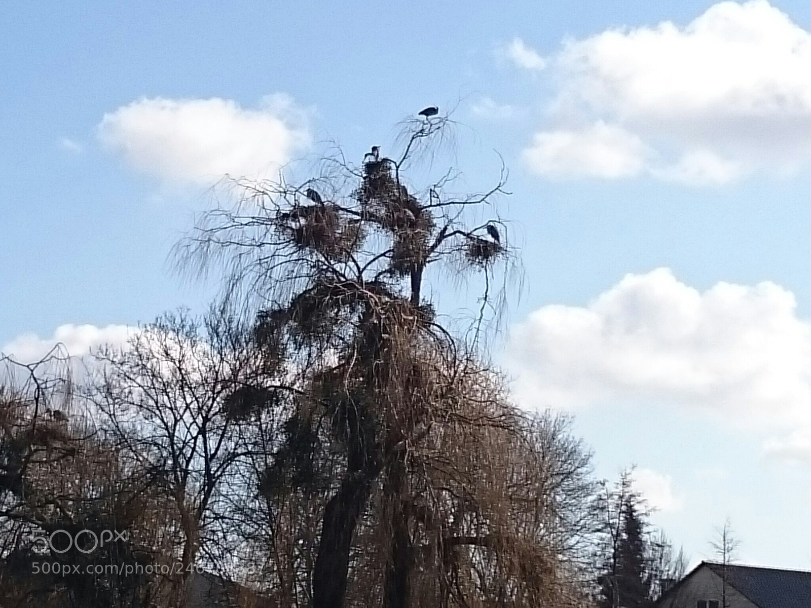 Sony Xperia Z2 sample photo. Nistplatz der kraniche photography