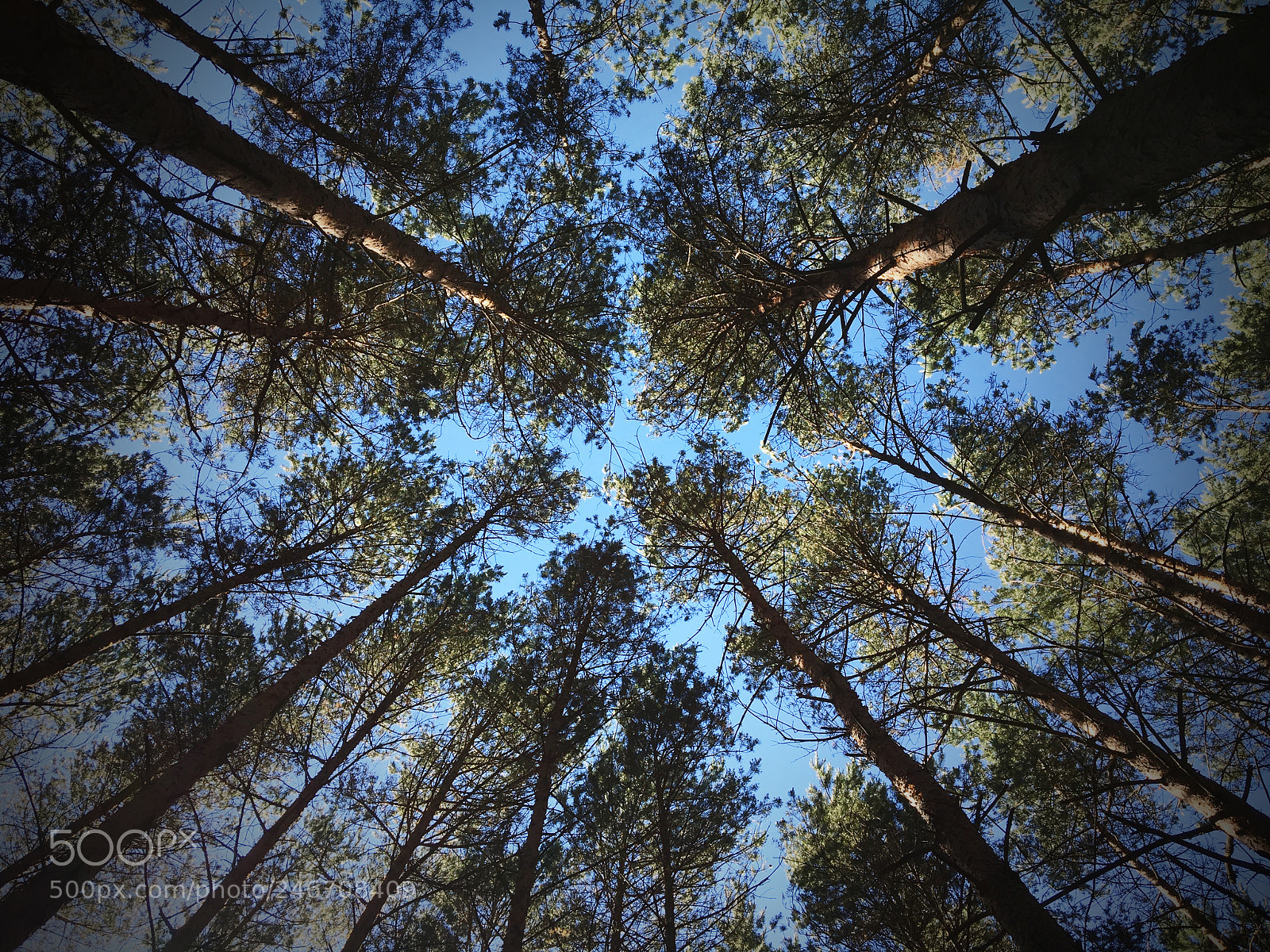 Apple iPhone 6s sample photo. Forest photography