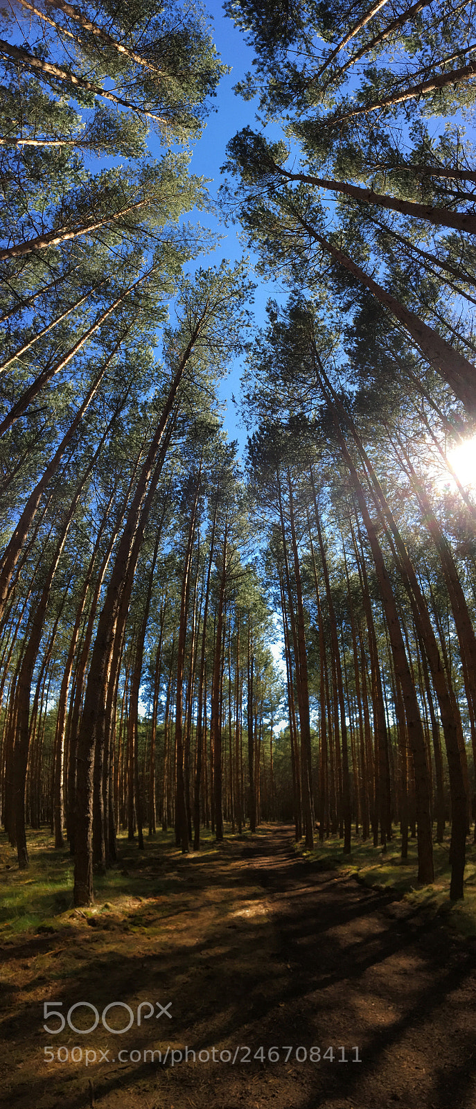 Apple iPhone 6s sample photo. Forest photography